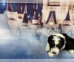 Small Photo #34 Aussiedoodle Miniature  Puppy For Sale in COMMERCE, MI, USA