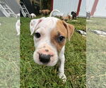 Small #1 American Pit Bull Terrier
