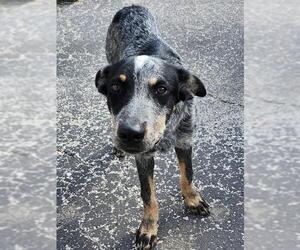 Medium Mutt