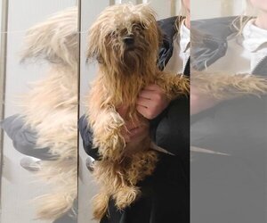 Shih Tzu-Unknown Mix Dogs for adoption in Minneapolis, MN, USA