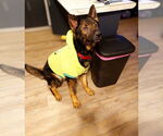 Small #9 German Shepherd Dog