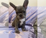 Puppy luna French Bulldog