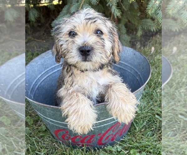 Medium Photo #1 Shorkie Tzu Puppy For Sale in MIDDLEBURY, IN, USA