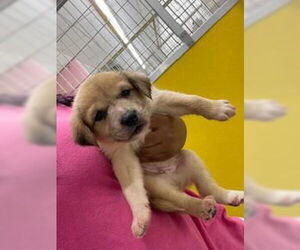 Siberian Husky Dogs for adoption in Temple, TX, USA