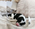 Small #11 Sheepadoodle