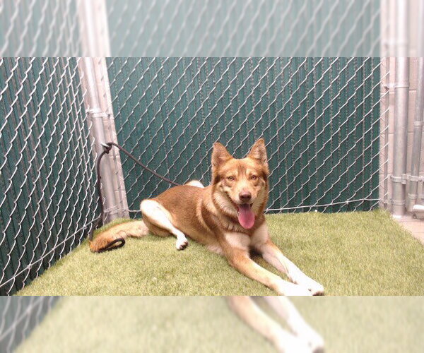 Medium Photo #1 Siberian Husky Puppy For Sale in Downey, CA, USA