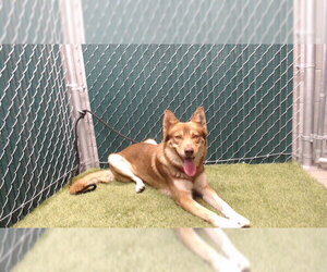 Siberian Husky Dogs for adoption in Downey, CA, USA