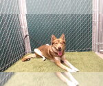 RED PANDA - Male Siberian Husky Dog for Adoption - Small photo
