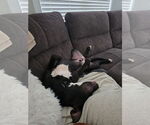 Small #4 American Pit Bull Terrier-American Staffordshire Terrier Mix