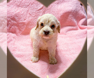 Cockapoo Puppy for sale in MORTON, MS, USA