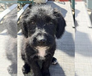 Australian Kelpie-Poodle (Standard) Mix Dogs for adoption in Binghamton, NY, USA