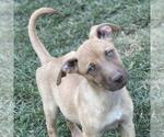 Small #1 Australian Shepherd Mix