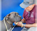 Small #3 American Pit Bull Terrier Mix