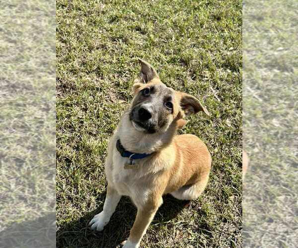 Medium Photo #3 Anatolian Shepherd Puppy For Sale in FRAMINGHAM, MA, USA