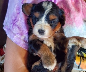 Bernedoodle (Miniature) Puppy for Sale in LEETONIA, Ohio USA