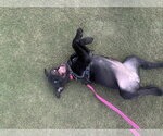Small #1 American Staffordshire Terrier-Labrador Retriever Mix
