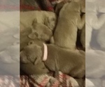Small Photo #5 Weimaraner Puppy For Sale in PLAIN DEALING, LA, USA