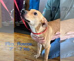 Small #1 Labrador Retriever-Rhodesian Ridgeback Mix