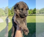Small Photo #4 German Shepherd Dog Puppy For Sale in ELGIN, SC, USA