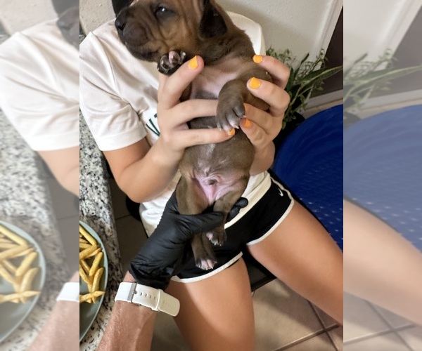 Medium Photo #5 Rhodesian Ridgeback Puppy For Sale in DAYTONA BEACH, FL, USA