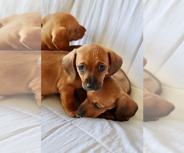 Medium Photo #3 Dachshund Puppy For Sale in SAN DIEGO, CA, USA