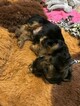 Small Photo #4 Yorkshire Terrier Puppy For Sale in AMARILLO, TX, USA