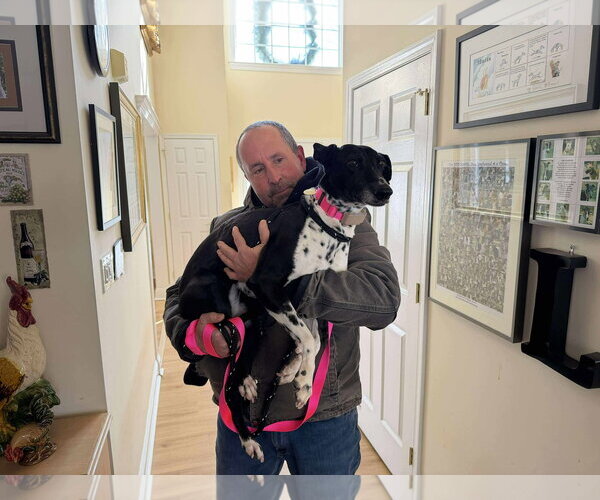 Medium Photo #3 Whippet Puppy For Sale in Cherry Hill, NJ, USA