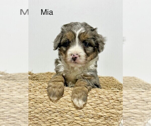 Medium Photo #2 Miniature Bernedoodle Puppy For Sale in SUGARCREEK, OH, USA