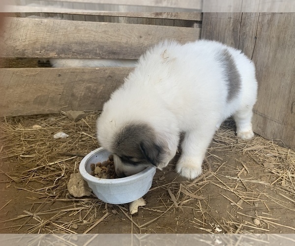 Medium Photo #1 Great Pyrenees Puppy For Sale in WESTMORELAND, TN, USA