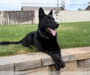 Father of the German Malinois puppies born on 07/18/2026