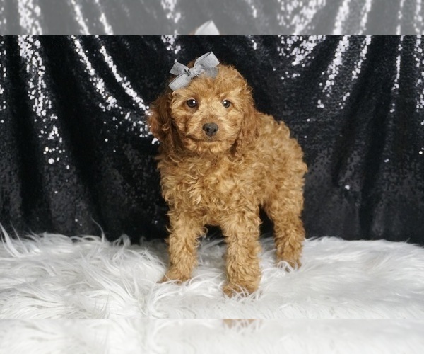 Medium Photo #46 Cavapoo Puppy For Sale in WARSAW, IN, USA
