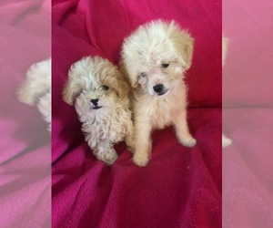 Maltipoo Puppy for sale in ASHEBORO, NC, USA