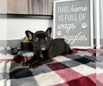 Small Photo #8 French Bulldog Puppy For Sale in FRANKLIN, IN, USA