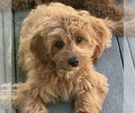 Small #2 Cavapoo