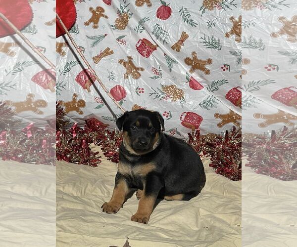 Medium Photo #3 Doberman Pinscher-German Shepherd Dog Mix Puppy For Sale in HOPKINSVILLE/PRINCETON, KY, NH, USA