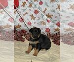 Small #2 Doberman Pinscher-German Shepherd Dog Mix