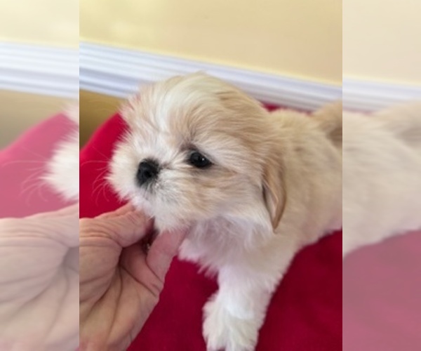 Medium Photo #1 Shih Tzu Puppy For Sale in WINGATE, NC, USA