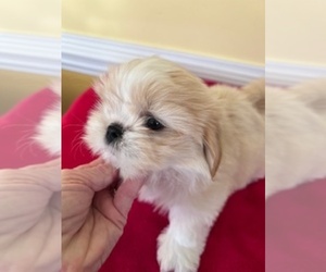 Shih Tzu Puppy for sale in WINGATE, NC, USA