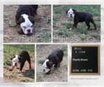 Small Photo #10 Olde English Bulldogge Puppy For Sale in PINE VILLAGE, IN, USA