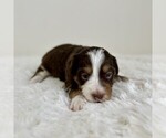 Small #7 Aussiedoodle Miniature -Miniature Bernedoodle Mix
