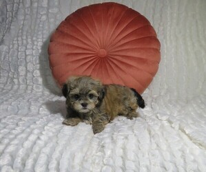 Shorkie Tzu Puppy for Sale in COOKEVILLE, Tennessee USA