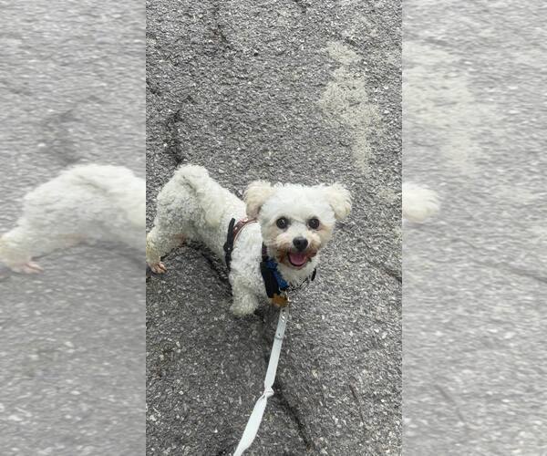 Medium Photo #2 Maltese-Poodle (Toy) Mix Puppy For Sale in Agoura Hills, CA, USA