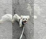 Small #1 Maltese-Poodle (Toy) Mix