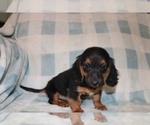 Small #9 Dachshund