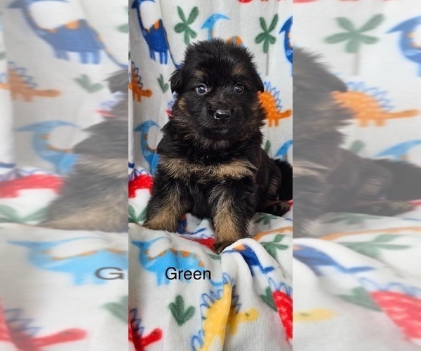 Medium Photo #4 German Shepherd Dog Puppy For Sale in CLEVELAND, TN, USA