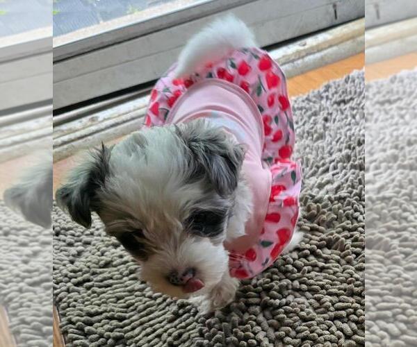 Medium Photo #7 YorkiePoo Puppy For Sale in SPRINGFIELD, OH, USA