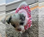 Small #6 YorkiePoo