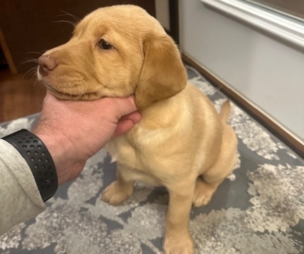 Medium Photo #1 Labrador Retriever Puppy For Sale in MEDFORD, WI, USA