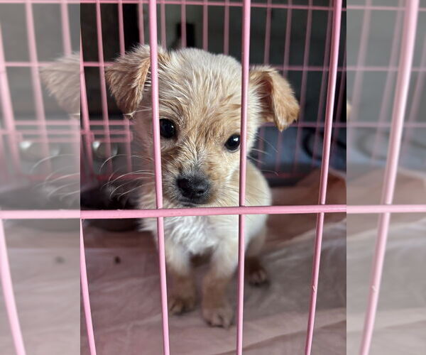 Medium Photo #1 Chihuahua-Unknown Mix Puppy For Sale in Dana Point, CA, USA