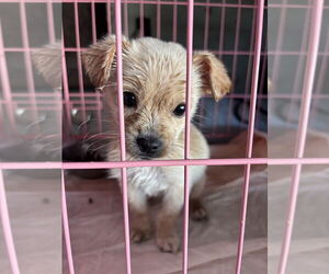 Chihuahua-Unknown Mix Dogs for adoption in Dana Point, CA, USA